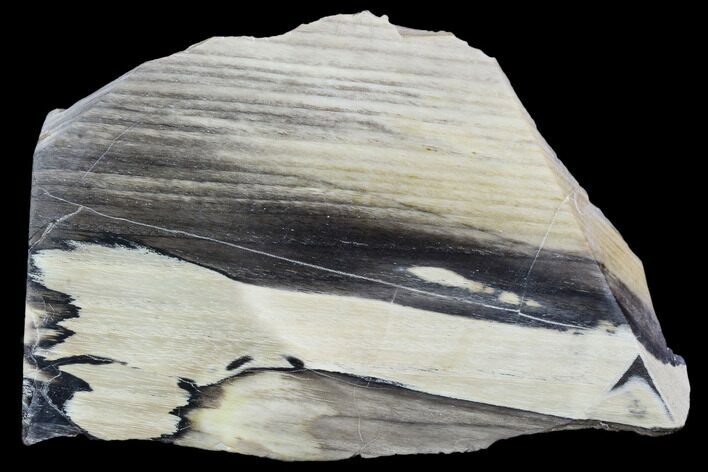 Petrified Wood Slice - Tom Miner Basin, Montana #104869
